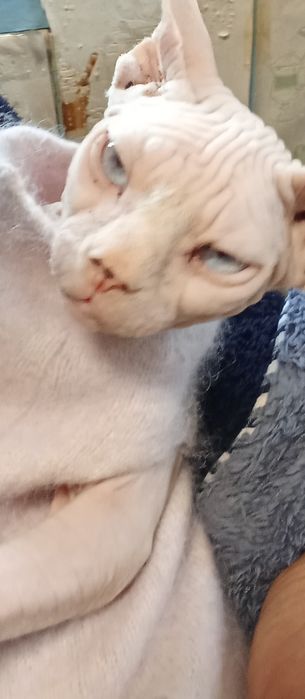 Канадский сфинкс