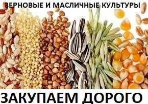 Закуповуємо зернові, бобові та олійні культури дорого. Вся Україна