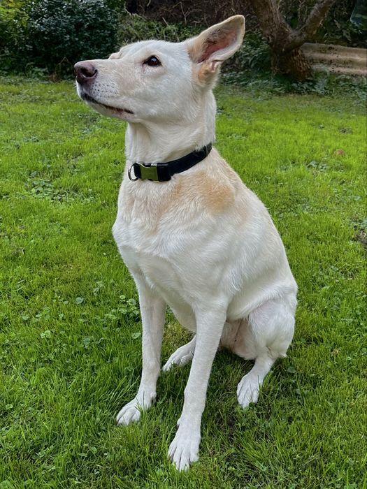 Pilnie oddam psa w dobre ręce