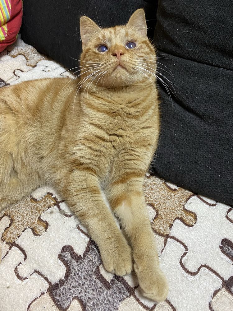 Тигровый котик в хорошие руки!