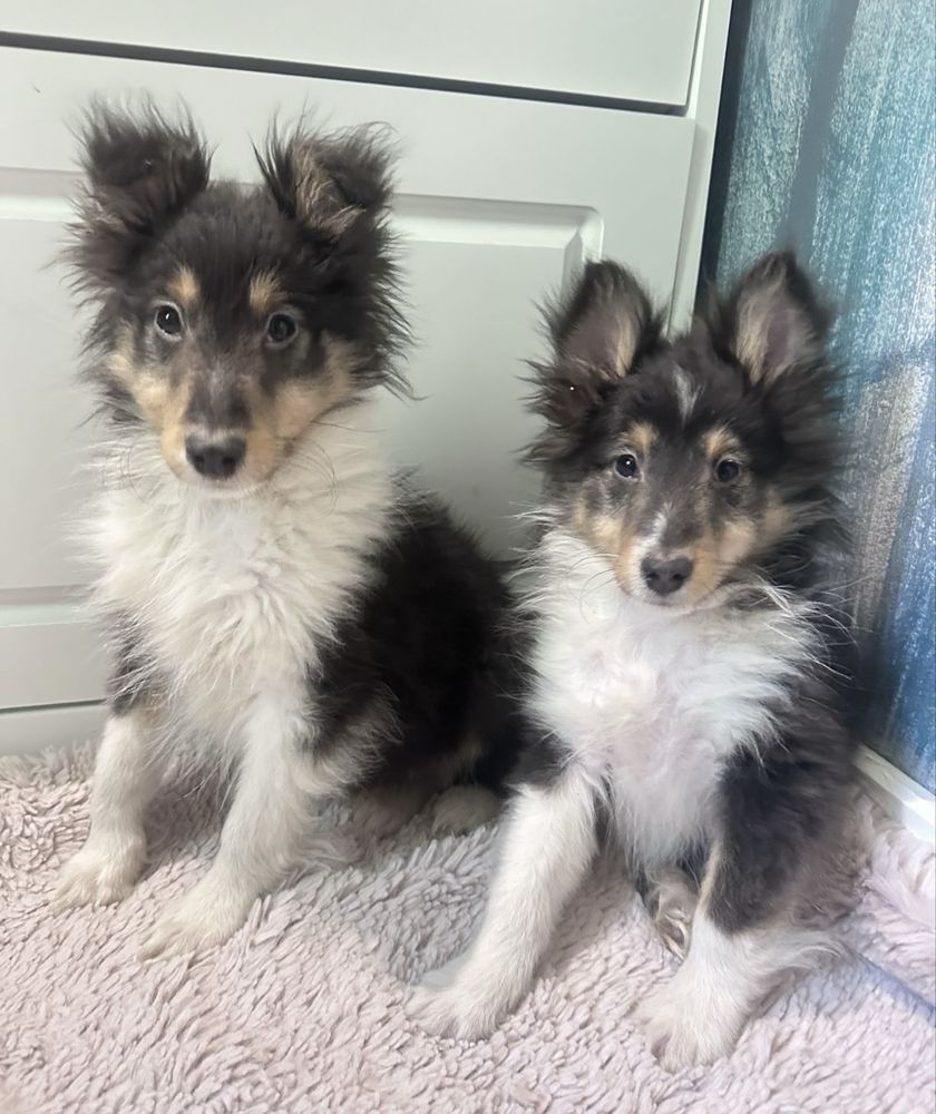 Owczarek szetlandzki sheltie tricolor OKAZJA z powodu wyjazdu