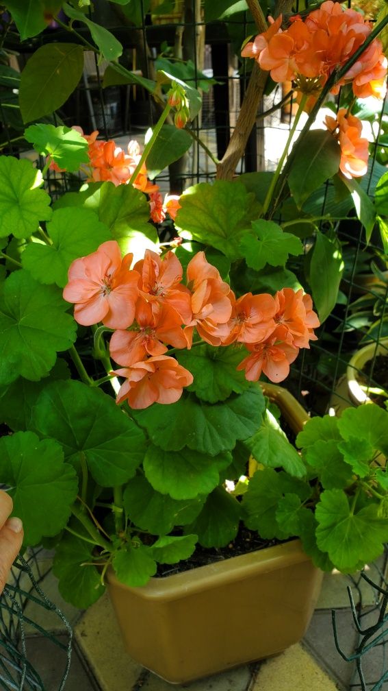Продам филодендрон  Summer Glory