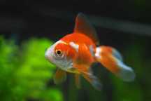 Welon Mix Oranda