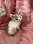 Devon rex kocurek , rodowod FPL /FIFE