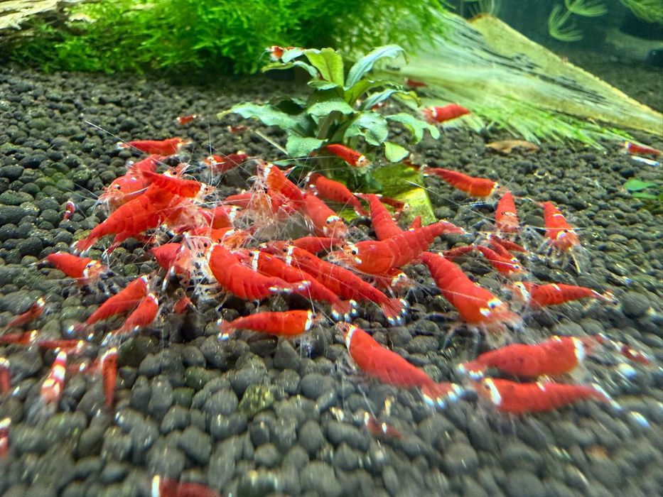 Krewetki Super Crystal Red Extreme Aqualife Sklep Zoologiczny