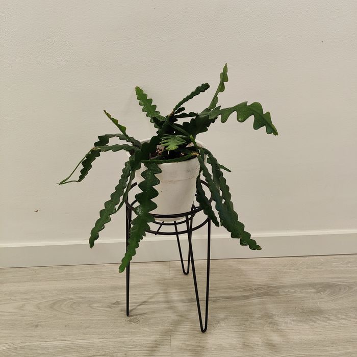 Zig zag cactus // planta interior