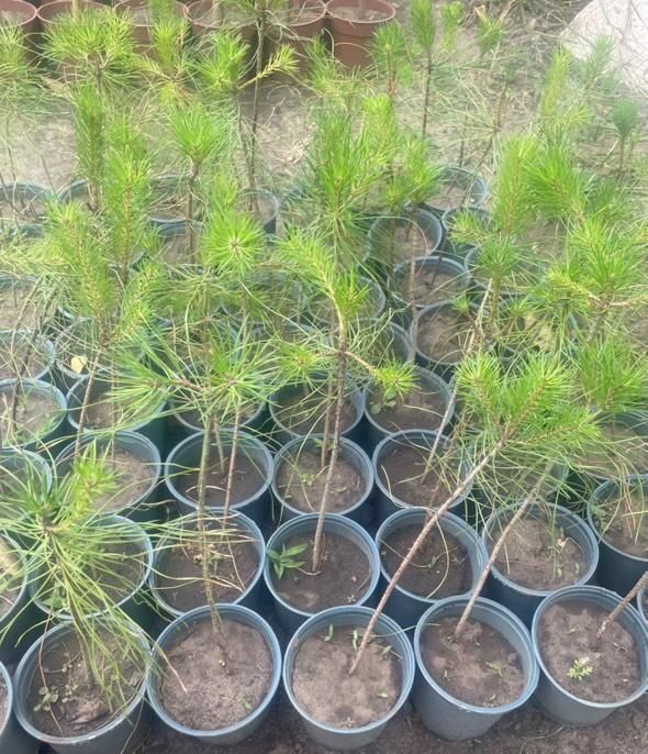 Сосна   звичайна