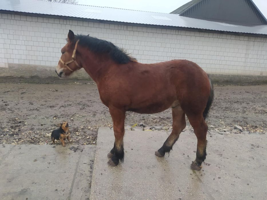 Sprzedam źróbka   5 miesiecy