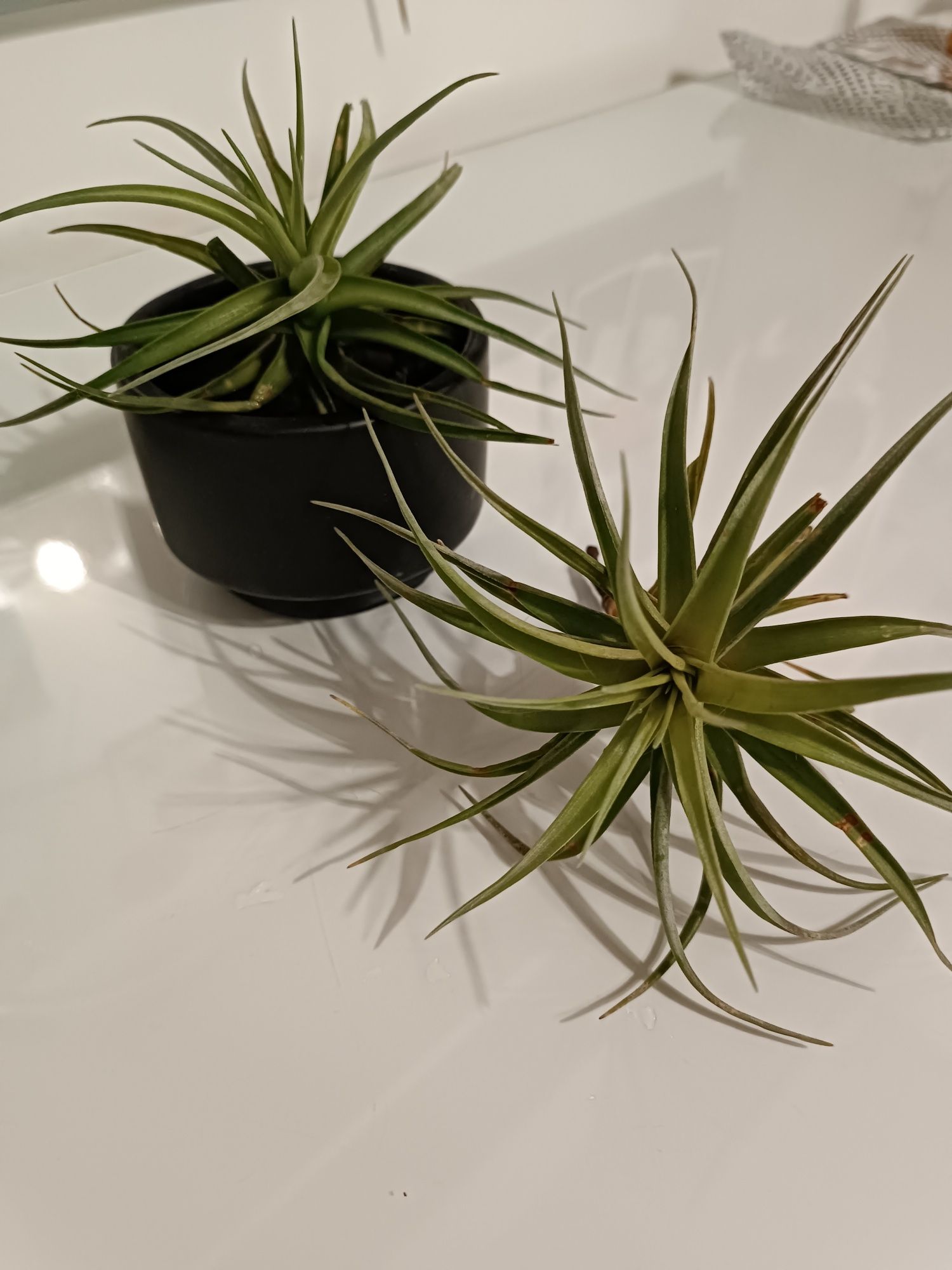 Plantas aéreas - tillandsias