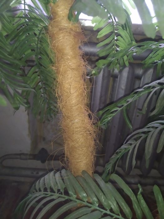 Декоративная пальма