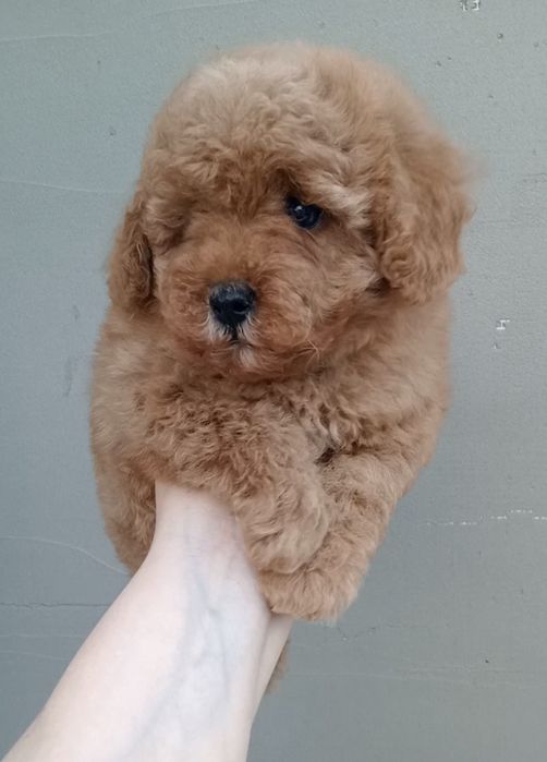 Шикарні дівчатка