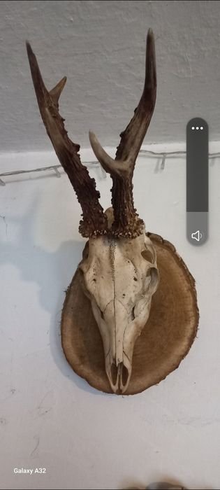 Роги косулі,цапа