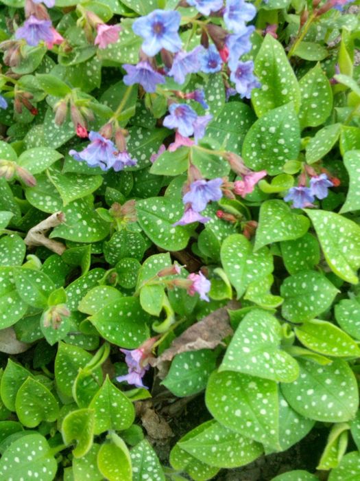 Медуница растение цветёт.