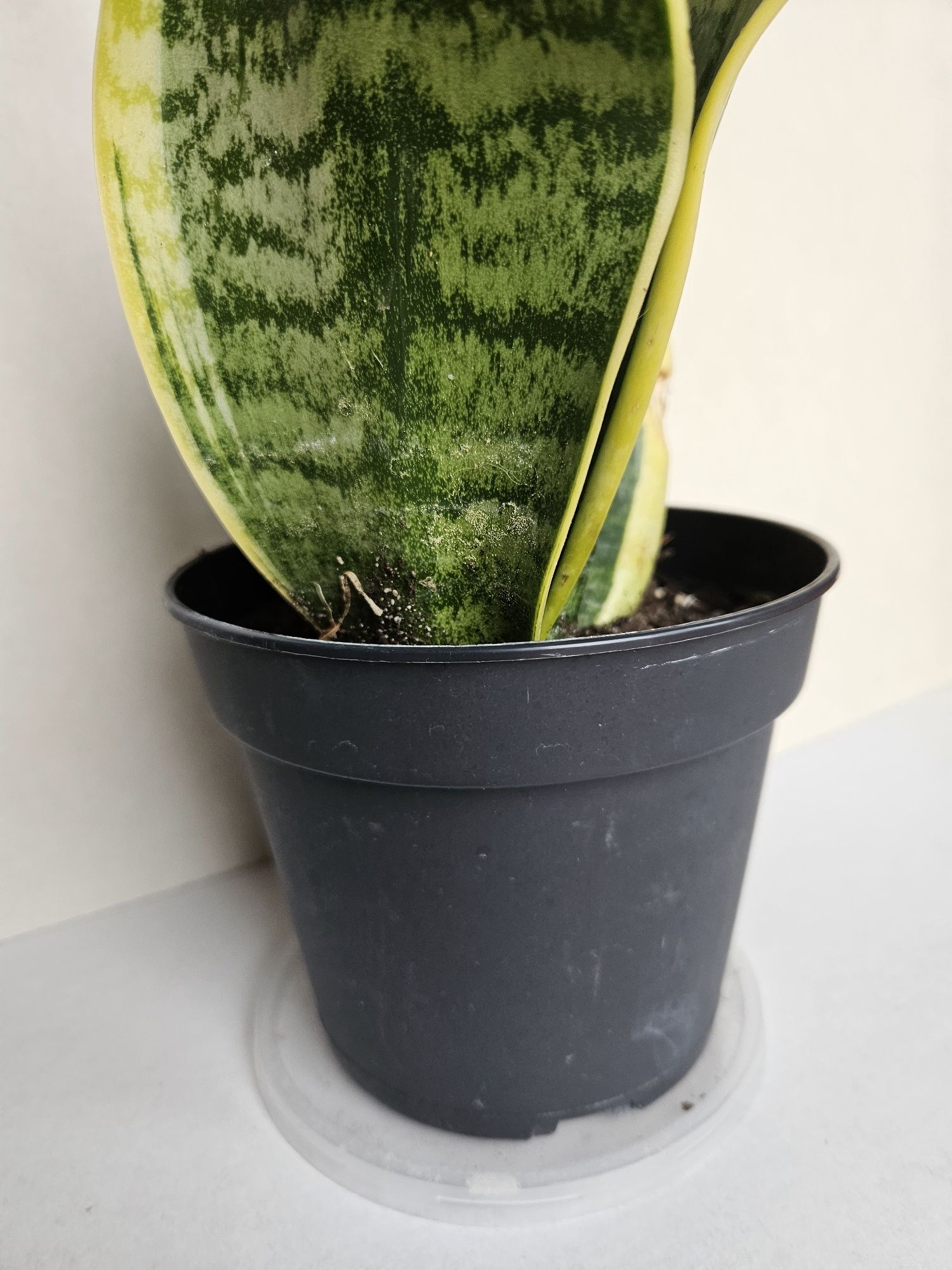Planta Espada de São Jorge Vaso 14 cm