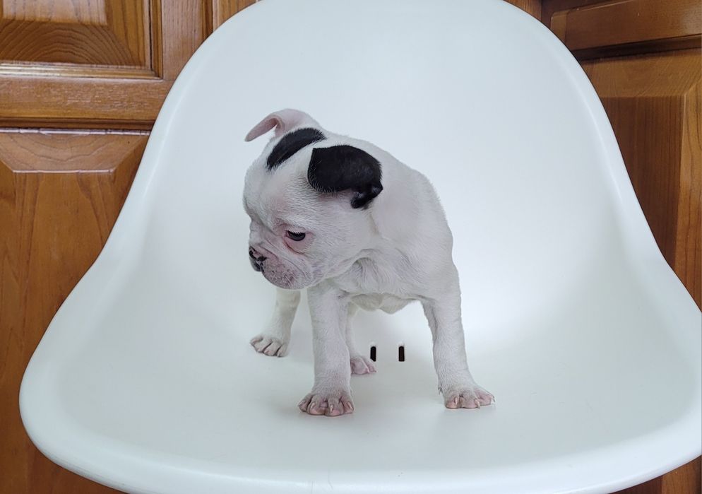 Bulldog femea bebé