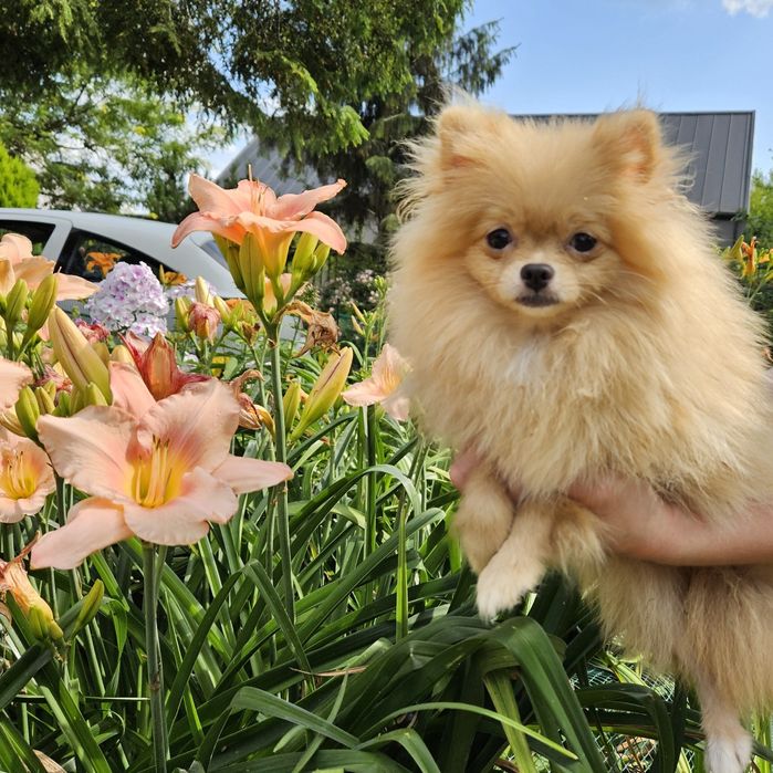 Sliczna mini sunia Prawdziwy Pomeranian szpic miniaturowy