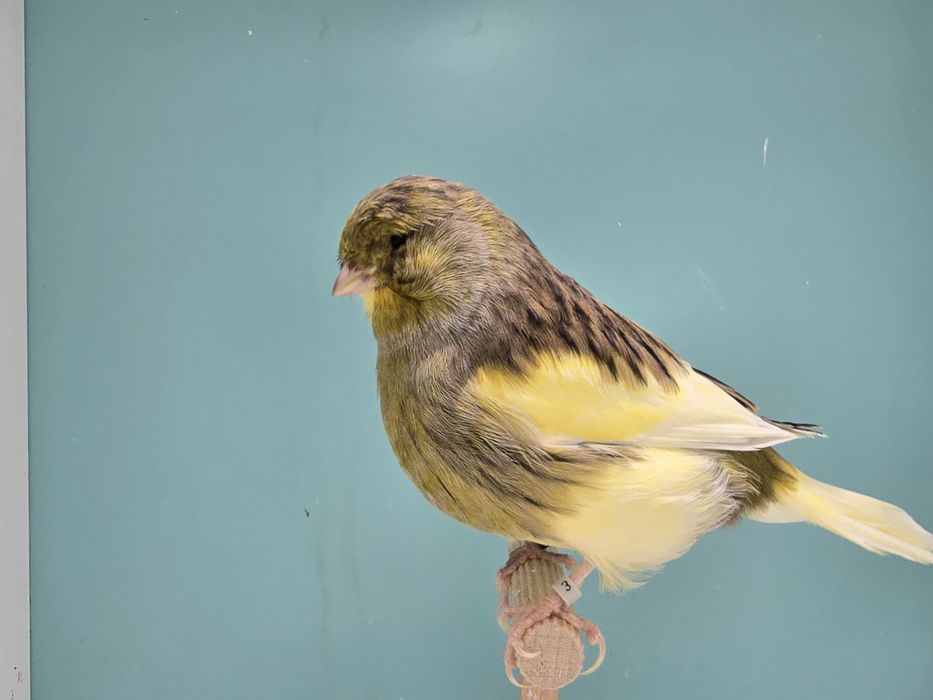 Kanarki gloster 2025 kanarek mini border fiorino - wysylka