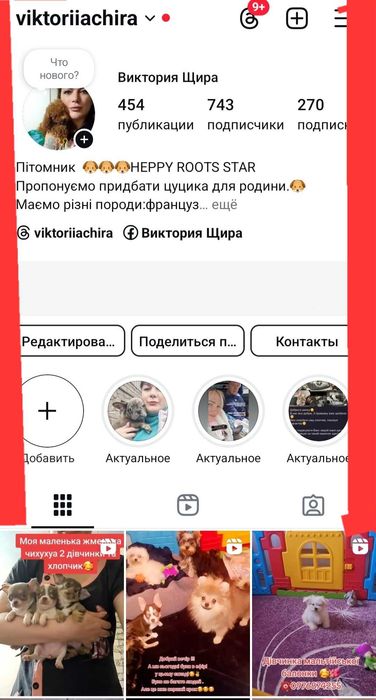 Французкий бульдог .Девочка