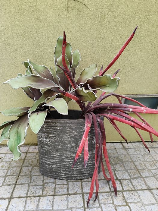 Jarra com plantas decorativas