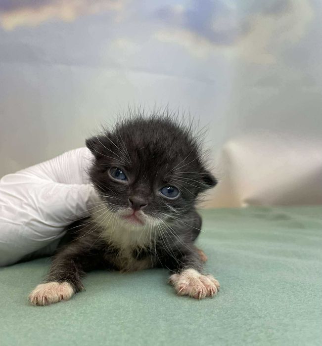 King - malutki kocurek szuka domu