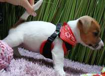 Jack Russell Terrier ,  MA-LU-SZEK