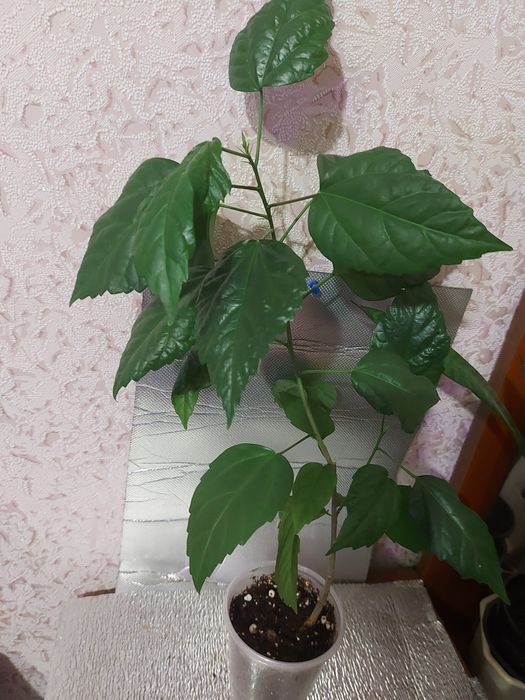 гибискусы комнатные