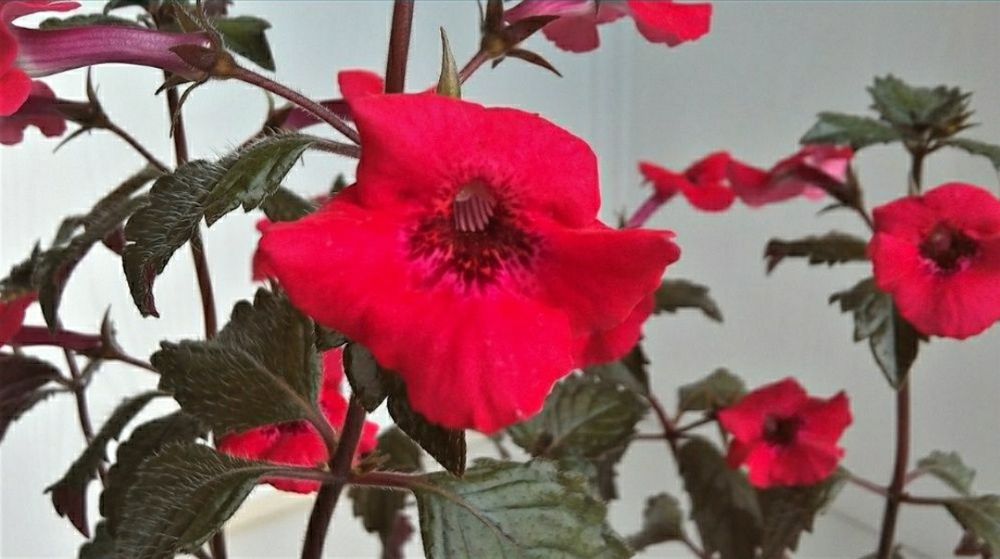 АХИМЕНЕСЫ. Ризомы ахименесов