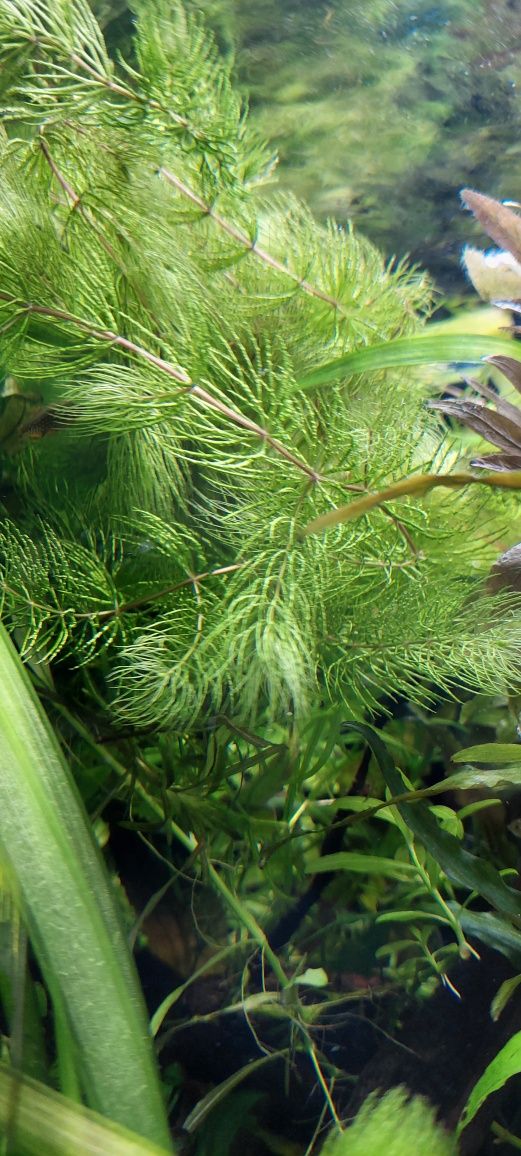 Rogatek sztywny roślina akwariowa
