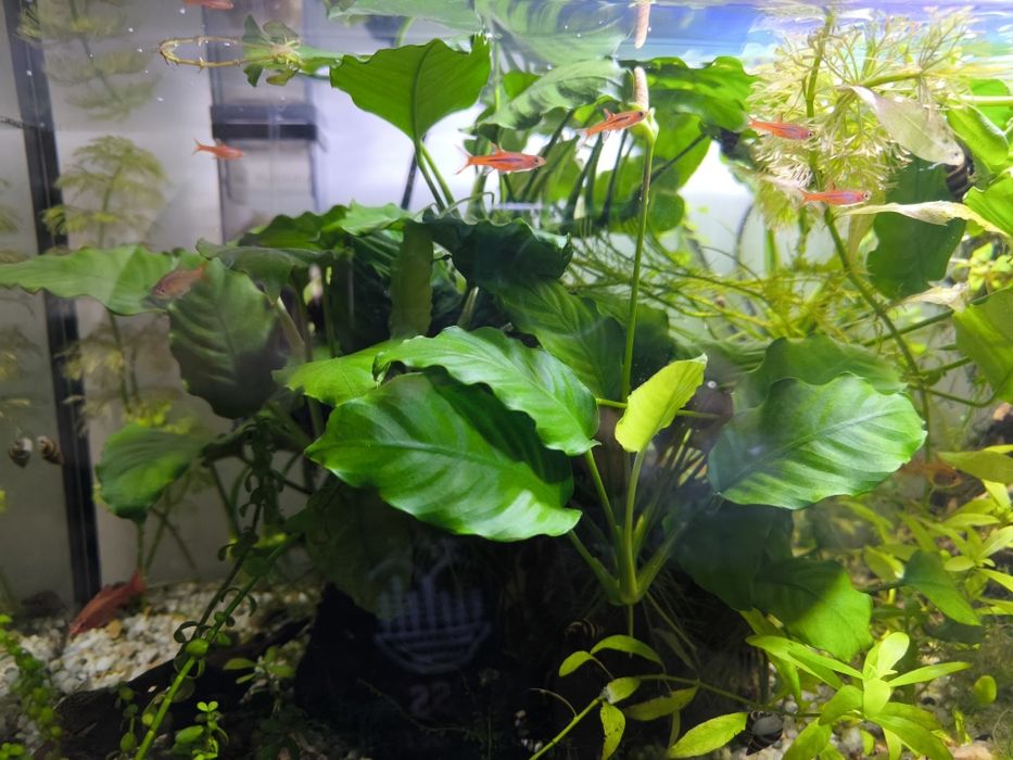 Roślina akwariowa - Anubias