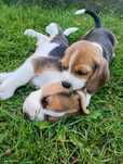 Suczka Beagle szczeniak