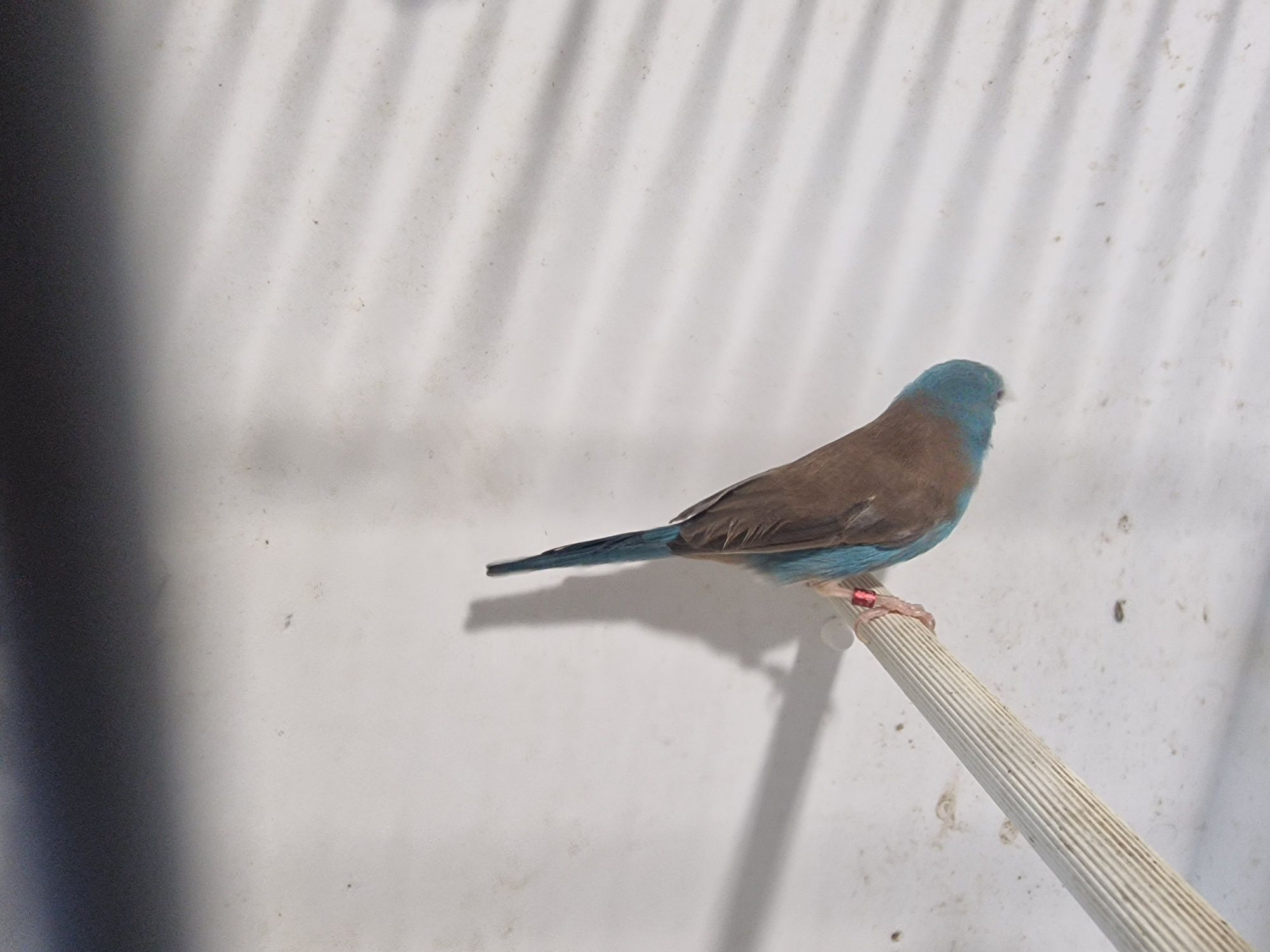 Peito-Celeste (Uraeginthus Cyanocephalus)