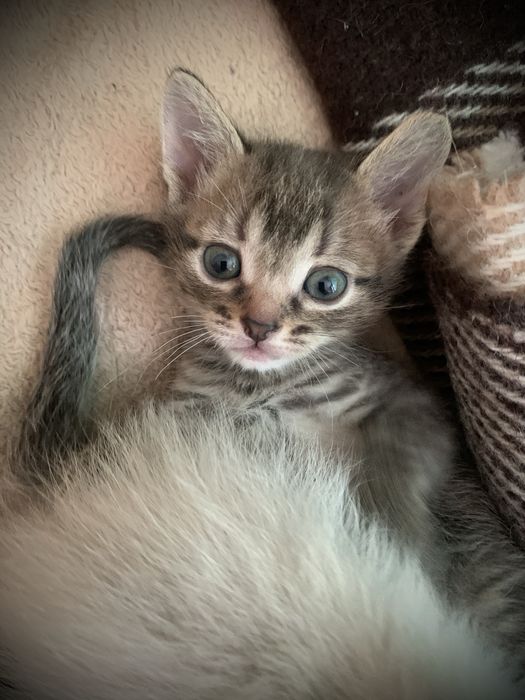 Кошенята, сіамські кошенята, білі кошенята