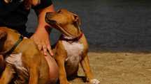 Amstaff FCI ,sunia Euforia,  do odbioru,  cudna