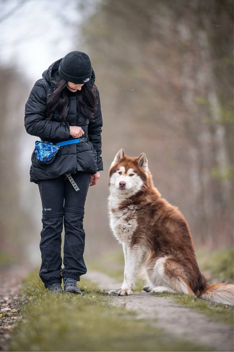 Mieszaniec Husky i Malamuta. Charakterny rudy północniak dla znawcy