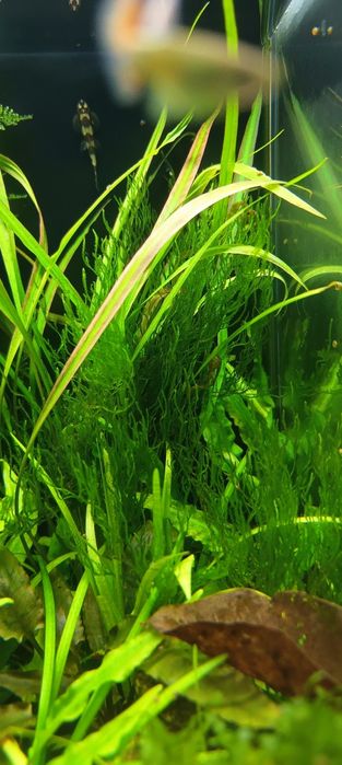 Mech Flame Moss rarytas
