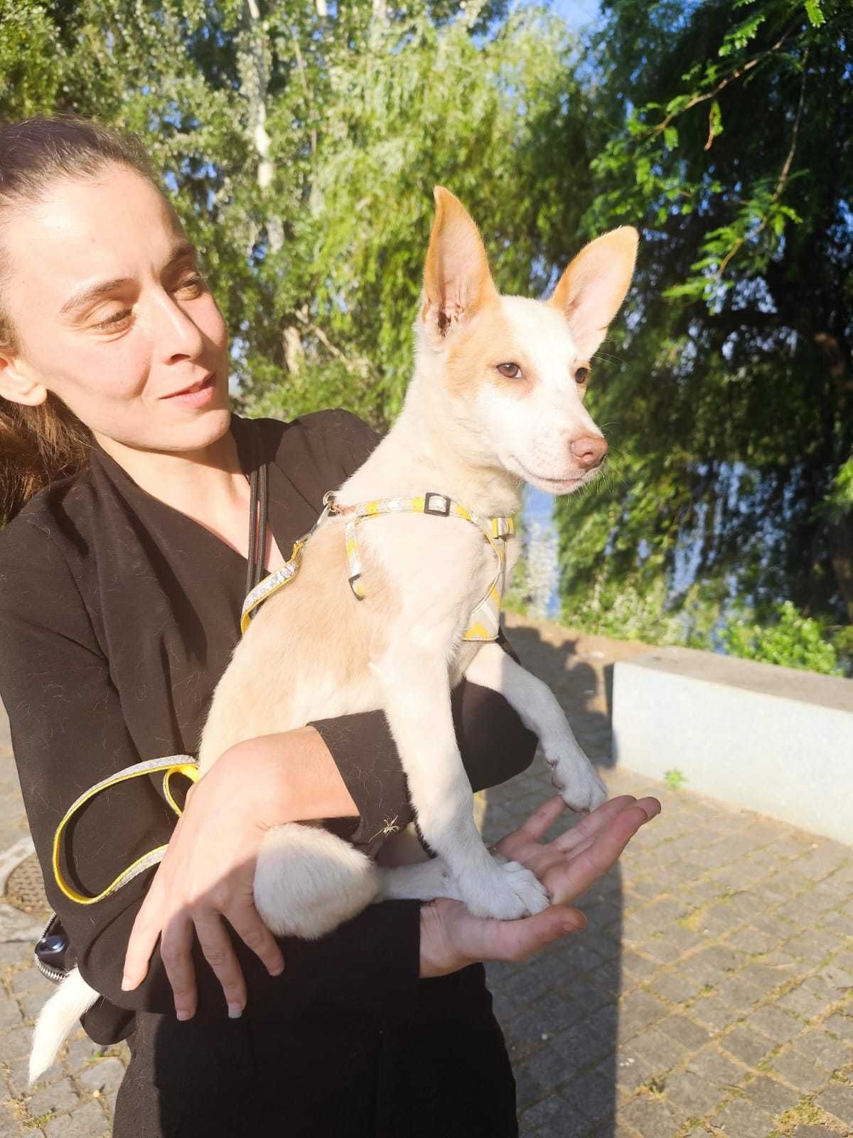 A bebe ROSINHA está para adoção!