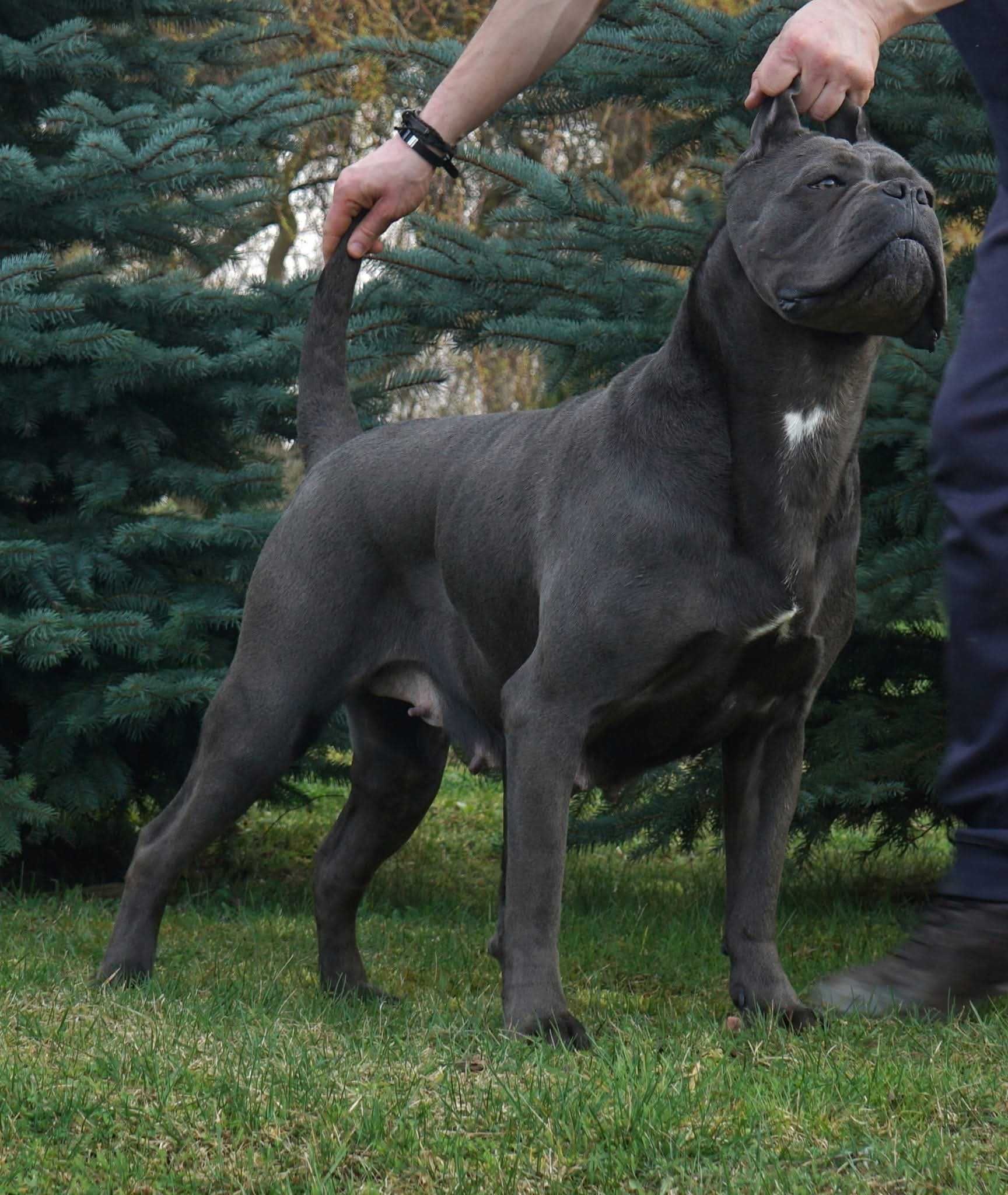 Sunia Cane Corso ZKwP / FCI