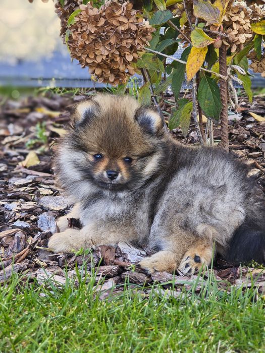 Szpic miniaturowy Pomeranian FCI