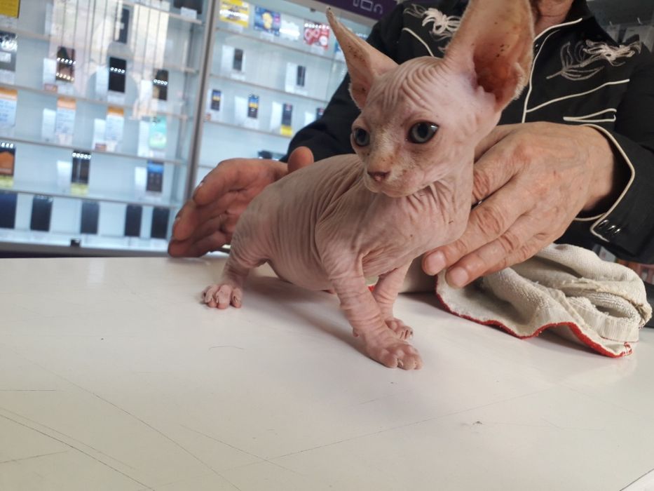 Терміново продаються кошенята породи канадський сфінкс