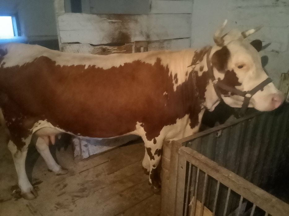 Продам корову село корчівці