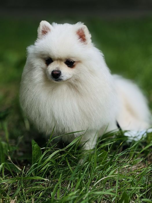 Ищу девочку Шпица для случки