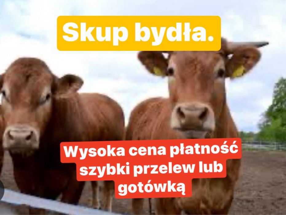 Byki krowy jałówki odsatki