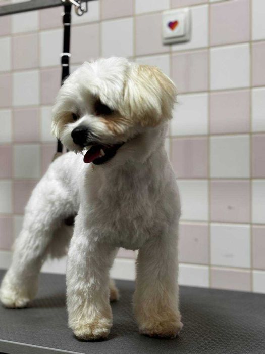 Послуги грумінгу м. КОРОСТЕНЬ