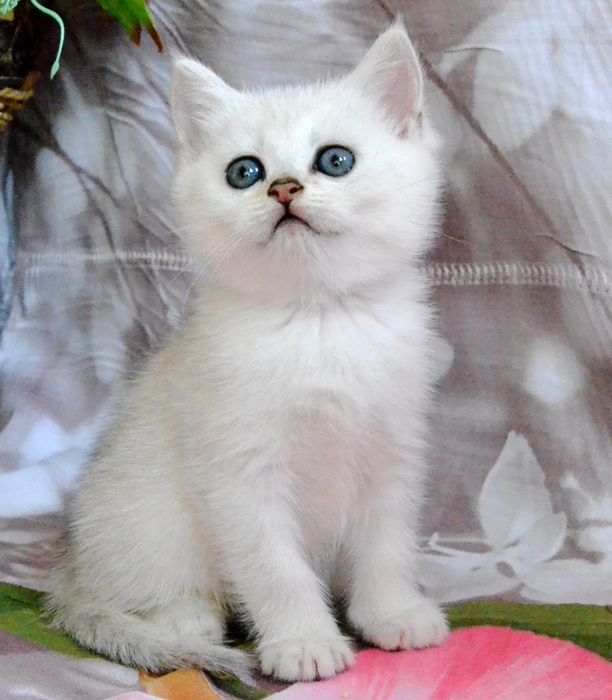 Котята серебристые шиншиллы