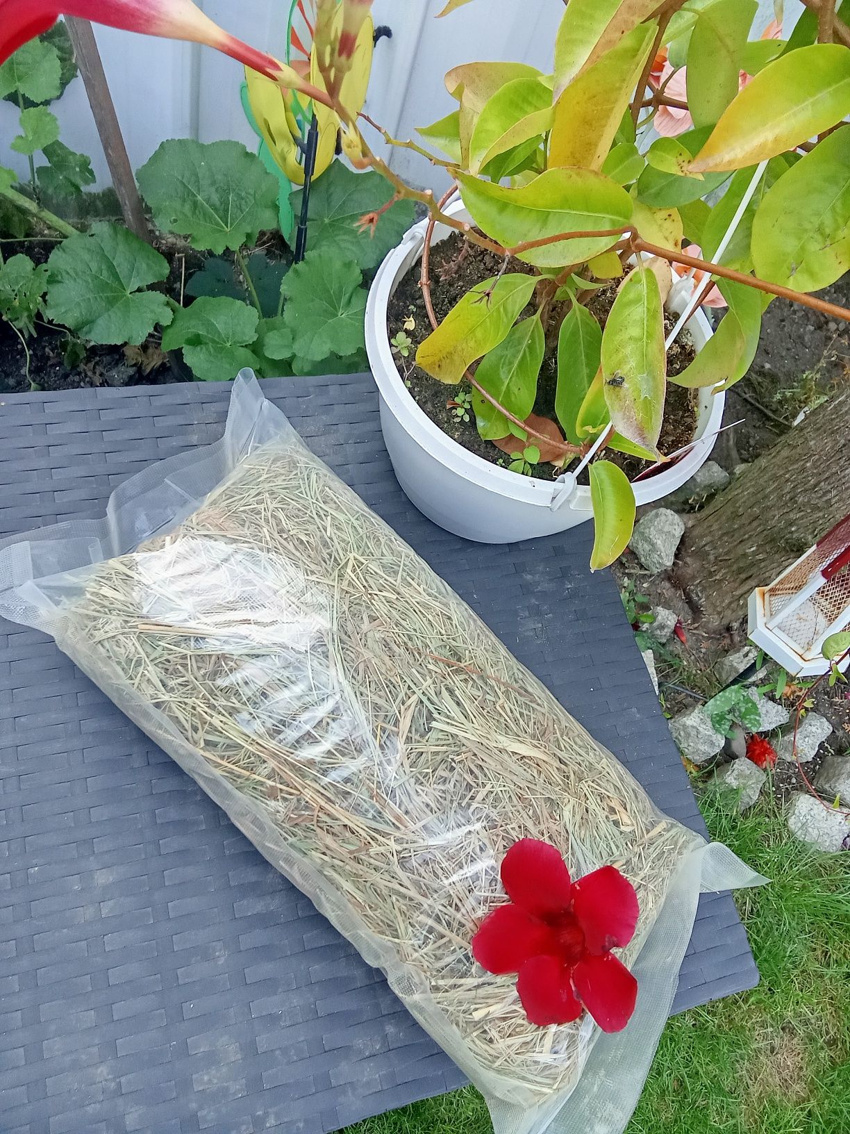 Siano ekologiczne dla gryzoni królików ekologiczne 1 kg
