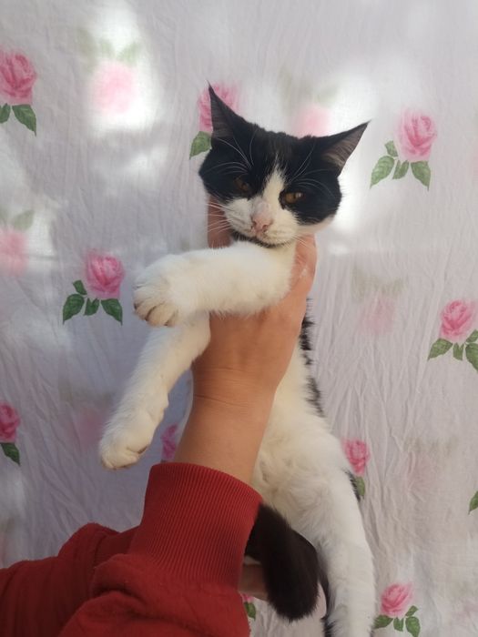 Кошечки в любящую семью