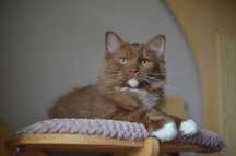 cudny cynamonowy ragdoll/cherubim