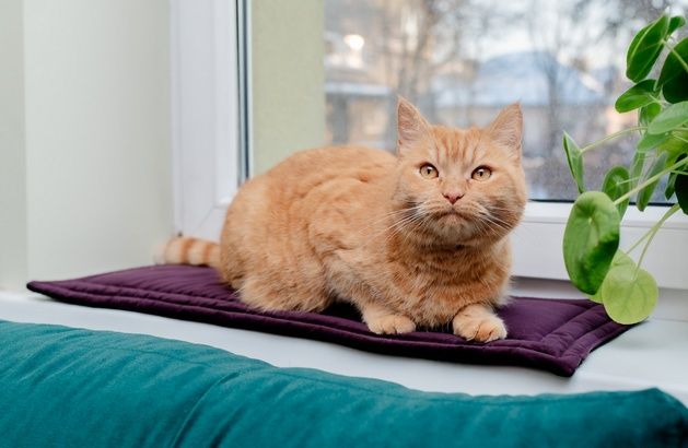 Solidna mata dla kota MimikoPets Legowisko na parapet 25x70cm Śliwkowe