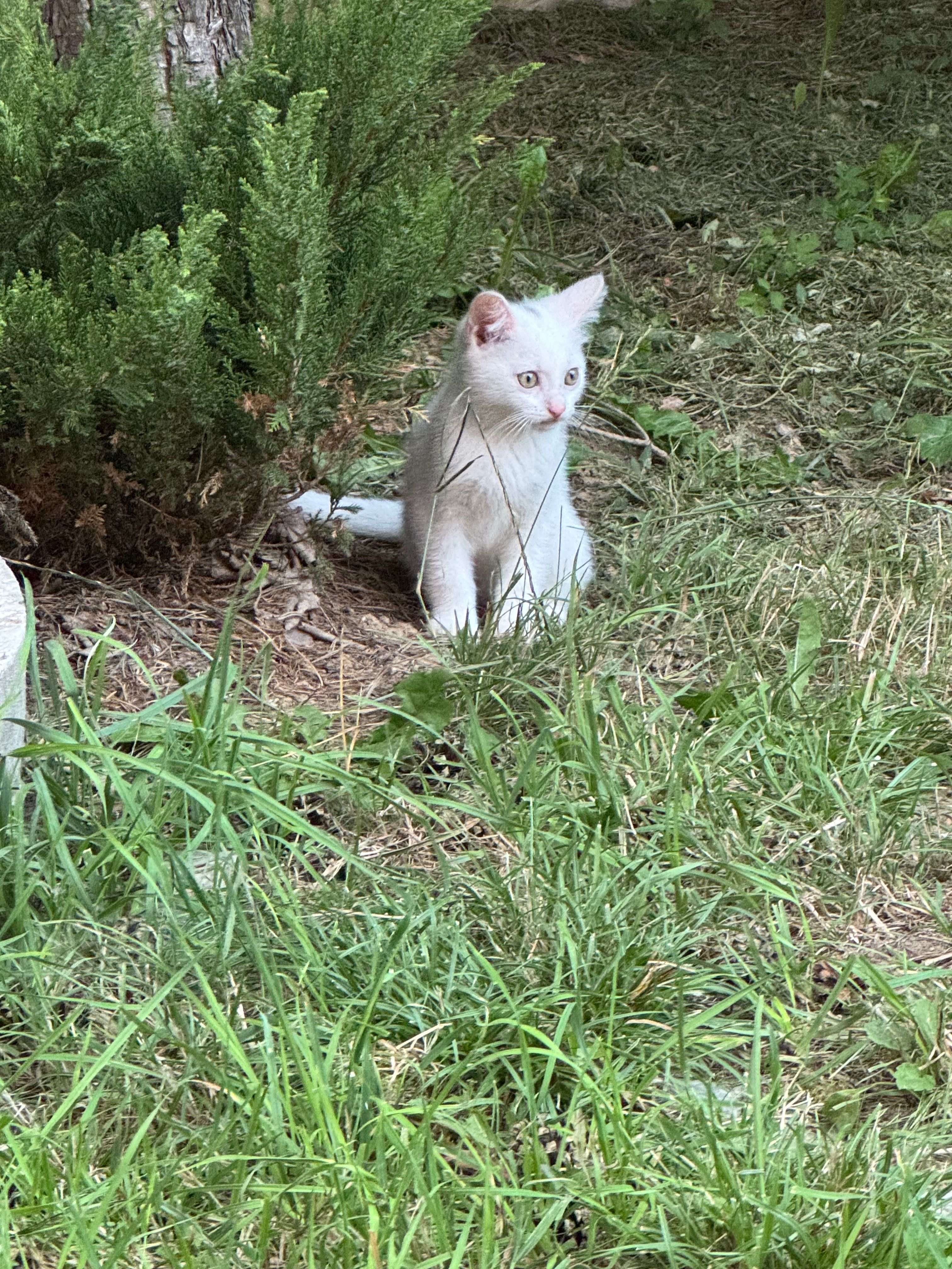 Котики шукають дім