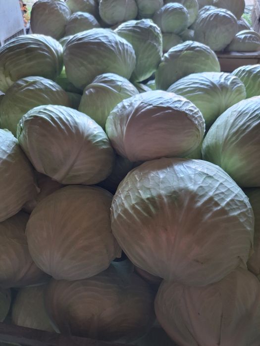 Kapusta biała na kg